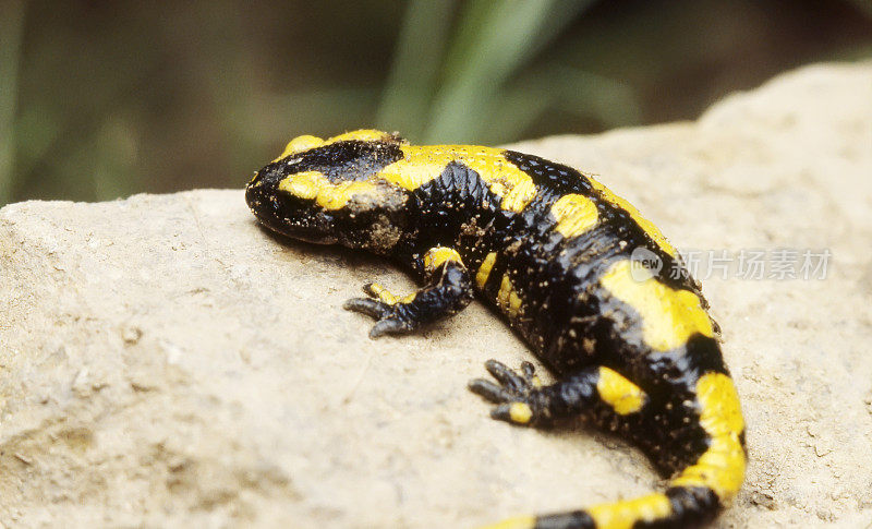 石头上的火蜥蜴(S. salamandra)